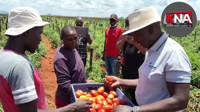 To invest Sh250 billion between 2023 and 2027 to transform the agricultural sector.